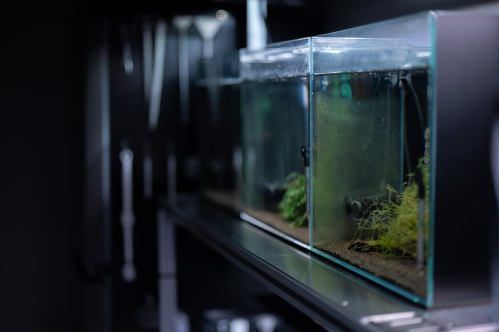 ブリーダー直営オンライン販売