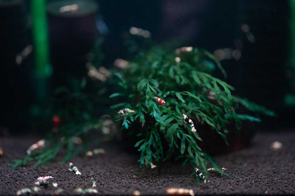 シュリンプと水草